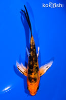 4.75' ARAGOKE ORENJI BEKKO BUTTERFLY