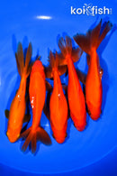 PACK OF (5) 5.25-6" WAKIN GOLDFISH