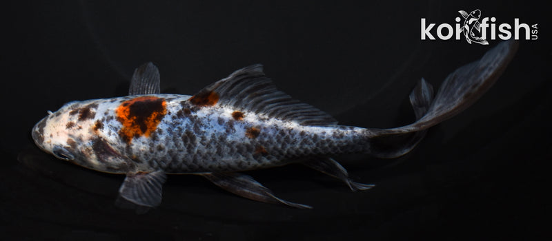 7.25" SHUBUNKIN GOLDFISH