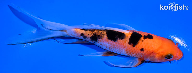 6" AKA SANKE BUTTERFLY