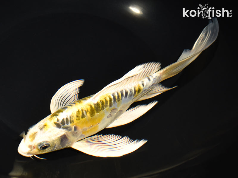 8.75" ARAGOKE KUJAKU BUTTERFLY