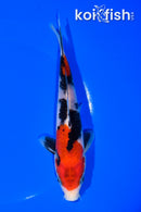 6.75" SANKE