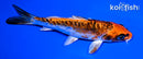 5.25" BENI KIKOKURYU