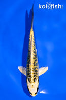 5.5" KIN KIKOKURYU