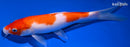 9" KOHAKU