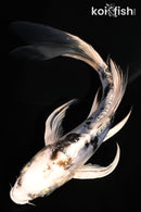 5.5" DOITSU GIN SHIRO BEKKO BUTTERFLY