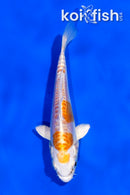 4" KIKUSUI