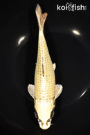 9.25" KI MATSUBA