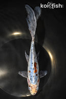 9" SHUBUNKIN GOLDFISH