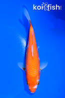 6.25" KOHAKU