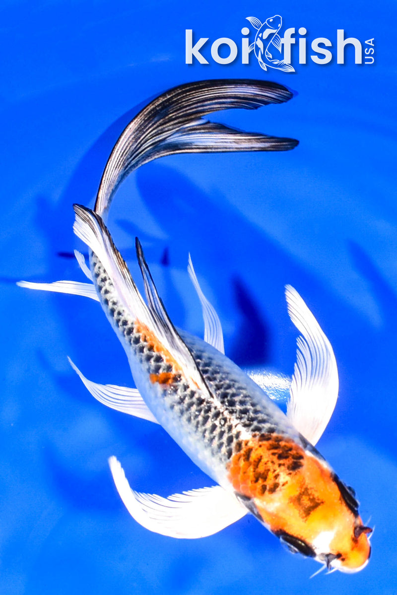 Koi Fish for Sale | Buy Koi Online | Koi Fish USA – Tagged