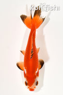 4.5" WAKIN GOLDFISH