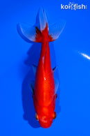 5.75" WAKIN GOLDFISH