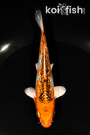 5.75" GINRIN KUJAKU