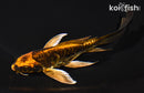 5.5" ARAGOKE BENI KIKOKURYU BUTTERFLY