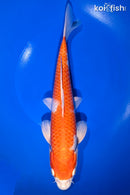 10.5" HARIWAKE