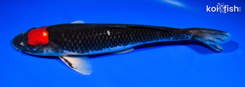 11.25" TANCHO BENI MATSUKAWABAKE