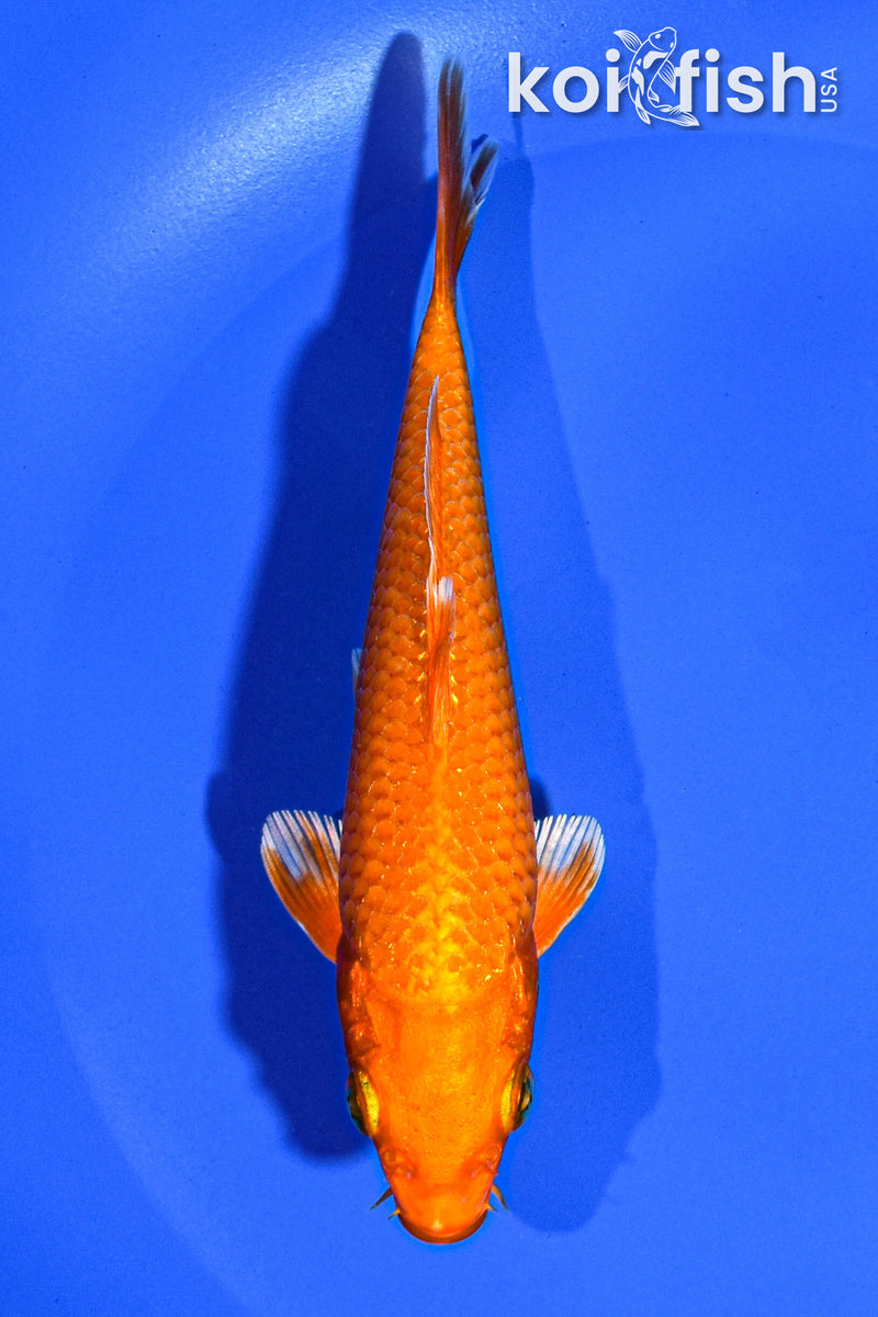 5" ORENJI OGON