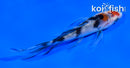4" SANKE BUTTERFLY