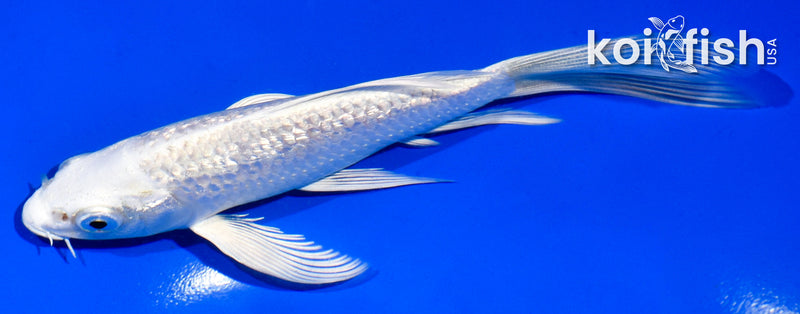 5.5" GINRIN PLATINUM OGON BUTTERFLY