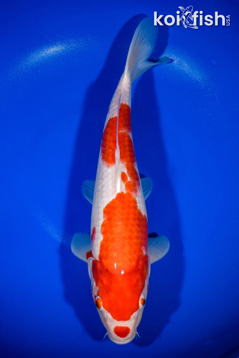 14" KOHAKU