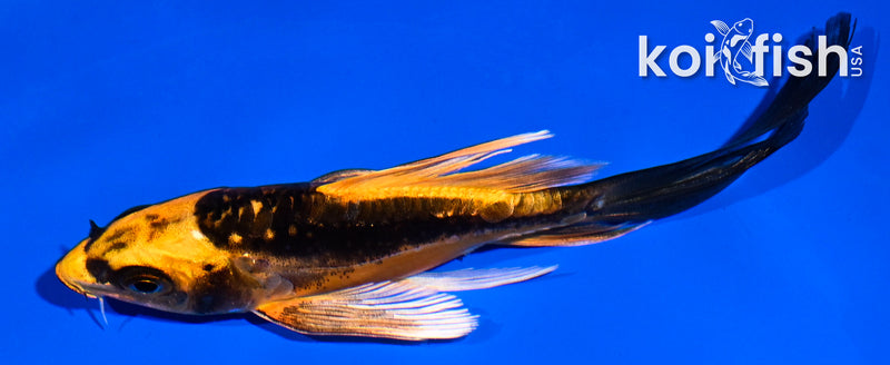 5" BENI KIKOKURYU BUTTERFLY