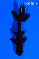 4.25" WATONAI GOLDFISH