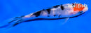 4.5" TANCHO SANKE