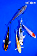 PACK OF (5) 4-5" STANDARD KOI