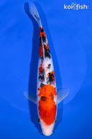 8.5" SANKE