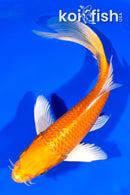 7.75" ORENJI OGON BUTTERFLY