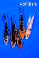 PACK OF (5) 4-4.5" MIXED STANDARD KOI