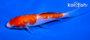 4" GINRIN KOHAKU