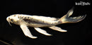 8.75" KIKOKURYU BUTTERFLY
