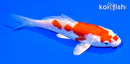 5.25" GINRIN KIKUSUI