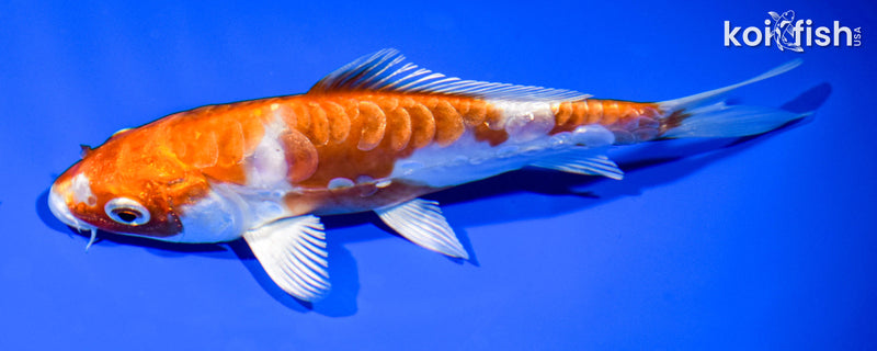 6.75" KIKUSUI