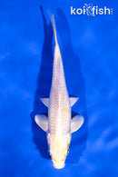 5.5" HARIWAKE