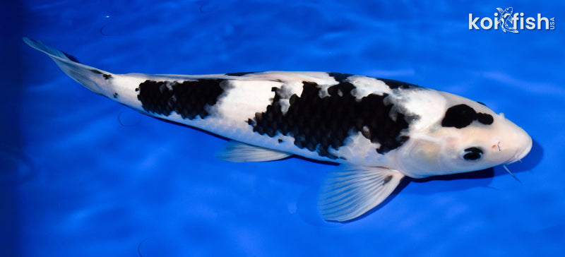 14.5" SHIRO UTSURI