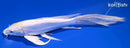 9" DOITSU HARIWAKE BUTTERFLY