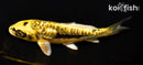 5.25" GINRIN KIN KIKOKURYU