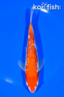 6.5"GINRIN KOHAKU