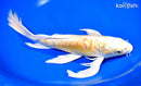 10.5" DOITSU YAMABUKI OGON BUTTERFLY