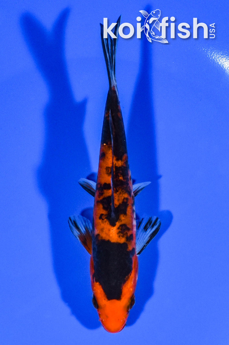 4.75" DOITSU AKA BEKKO