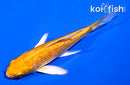 4" GINRIN ORENJI OGON BUTTERFLY