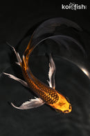 8.5" KIN ORENJI MATSUBA BUTTERFLY