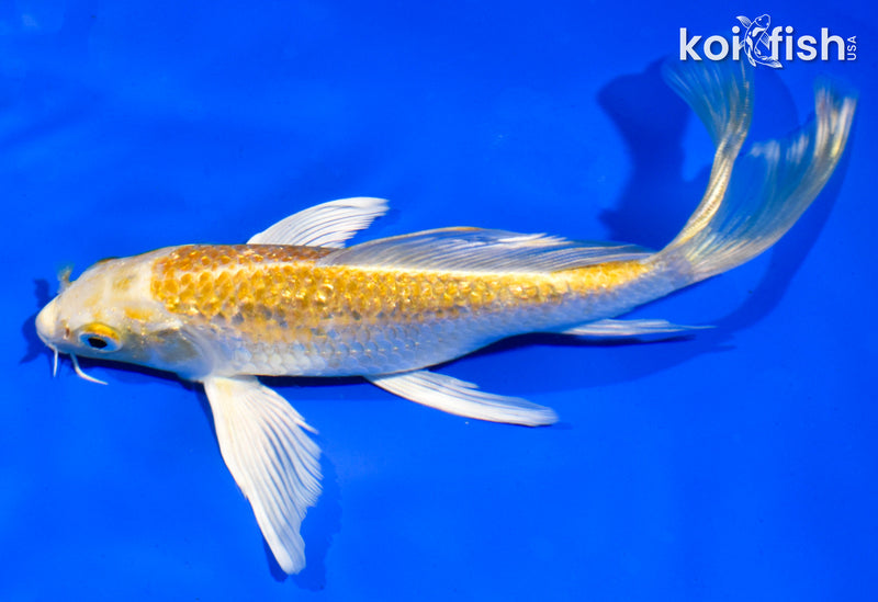 6" GINRIN HARIWAKE BUTTERFLY