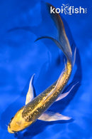 5.5" GINRIN KIN KI MATSUBA BUTTERFLY