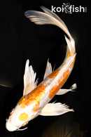 11.5" KIKUSUI BUTTERFLY
