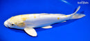 13.75" DOITSU LEMON HARIWAKE