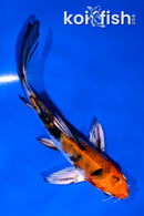 4.5" GINRIN YAMABUKI OGON